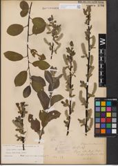 Foto von Salix aurita L. x Salix myrsinites L.